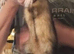 2 x male ferrets