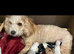 Schipoo puppies for rehoming now
