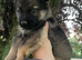 German Shepards/only2 little boys left