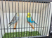 Pretty budgies available for new homes.