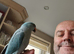 Male Blue Ringneck