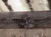Young zebra finches for sale