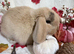 Mini Lop Babys