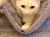 Stunning White Male Cat, 18 Months Old - Beautiful Eyes, Great with Children & Pets