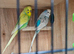 Bonded Budgie Pair For Sale