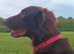 Stud liver flat coated retriever stud fee &pound;500.00
