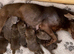 4 left Stunning Silver Labrador Pups