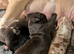 Beautiful Pocket Bullies