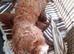 COCKAPOO PUPPYS FOR SALE F1B