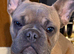 French bull dog