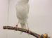 2024 very beautiful Persian canary hen