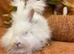 Rew angora
