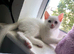 4 month male khao manee kitten for sale