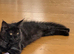 Affectionate & Playful Maine Coon X Kitten
