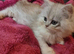 Attractive chinchilla Persian kittens