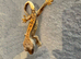 Baby crested geckos