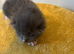 7 blue/grey British Shorthair kittens for sale