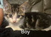 Beuitfull kittens ready for the forever home.