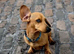 Miniature original dachshund girls available now