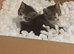 2 little kitten