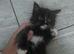 Fluffy kitten