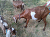Registered Anglo Nubian Nanny for Sale