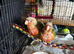 3 conure babies