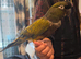 Patagonian conure