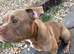 Amazing Pocket bully