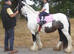 Sweet Natured Cob mare