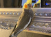 Baby cocktail