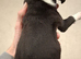 Staffy cross