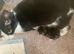Mother and daughter,cat and kitten