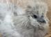 Mixed pure bred silkie chicks and hatching eggs