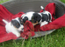 jack russell pups