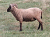 Hoggets rams and wethers last years lambs