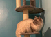 Blue point ragdoll kittens