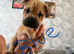 Beautiful little if sharpie cross puppies
