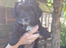 Yorkiepoo pups