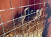 Red legged Partridge