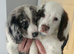 COCKER SPANIEL BITCH FOR SALE