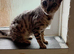 Beautiful silver female kit