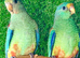 Mulga Parrot cock bird aviary bred 2026