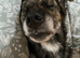 Golden Shepherd mixed German Shepherd
