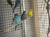 Budgies for sale