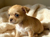 Chihuahua Cross Chinese Crested Pups