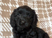 F1 Health Tested Cavapoos Reds/blacks/blue merles