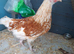 Polish Hybrid Female