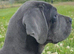 Ready to leave today! Porschia 5 month Cane Corso