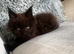 Stunning full Maine Coon Kittens&rsquo;s